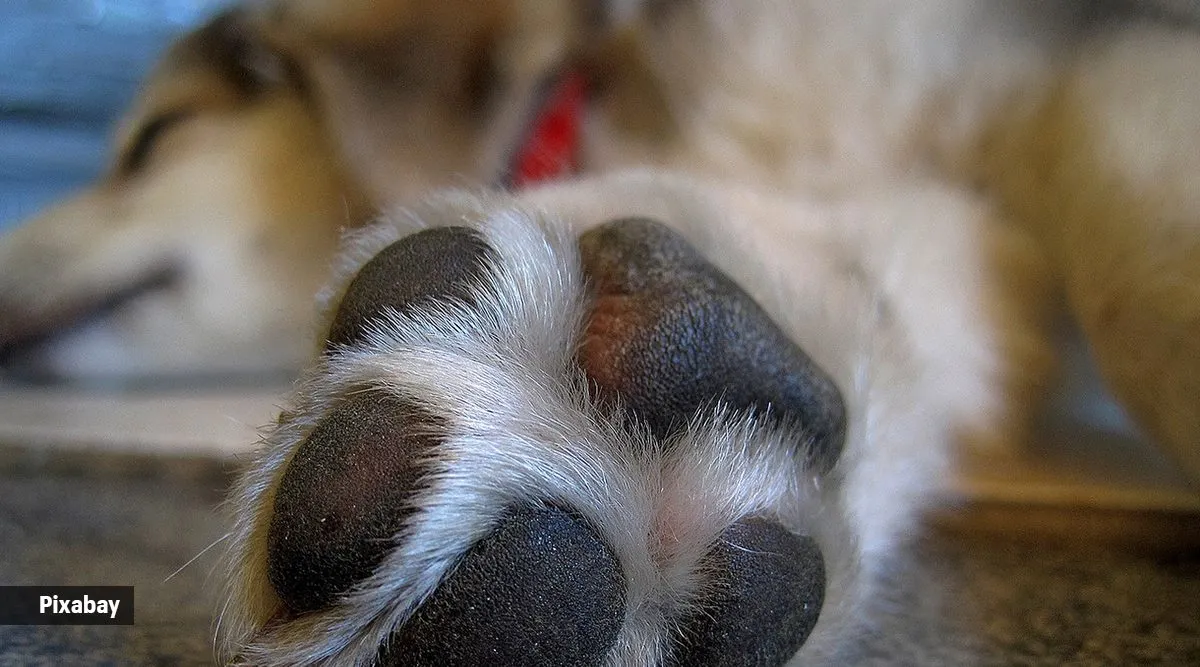 what causes dogs to lick paws