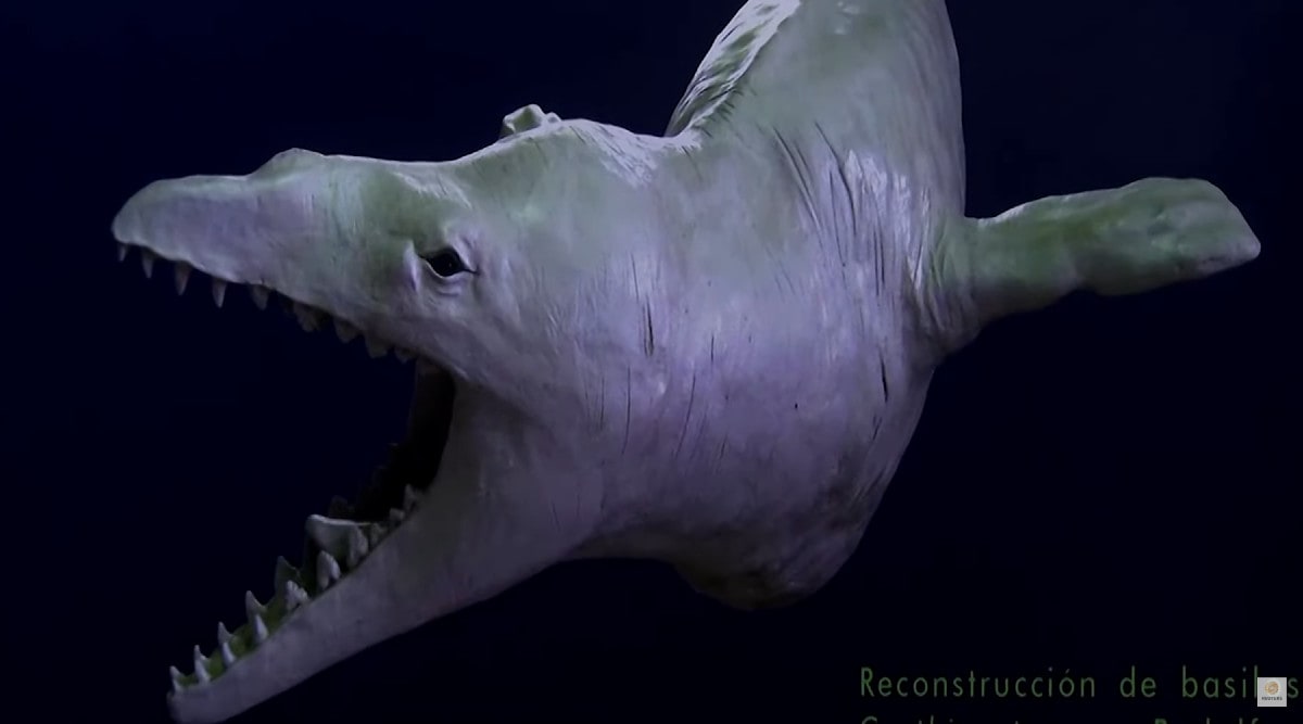 In Peru, skull of 'marine monster' points to fearsome ancient predator |  Technology News - The Indian Express
