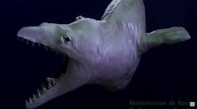frilled shark