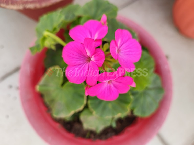 Redmi Note 11 Pro+ camera review