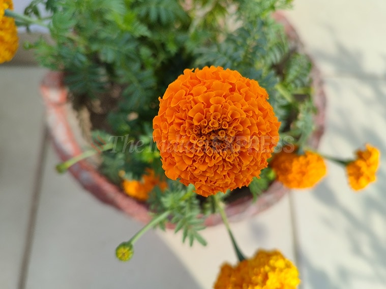 Redmi Note 11 Pro+ camera review