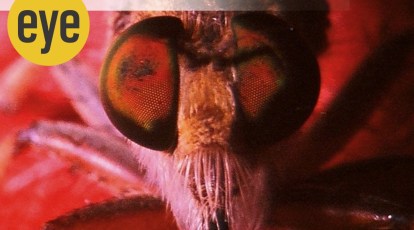 A fly's eye view of evolution