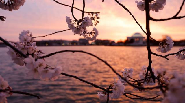cherry blossoms, cherry blossoms pictures, cherry blossoms Tidal Basin