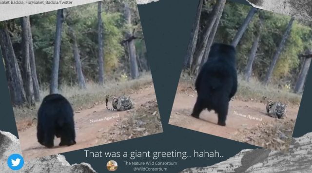 bear stands up to tiger, bear video, bear and tiger, tiger video, bear infront of tiger, indian express