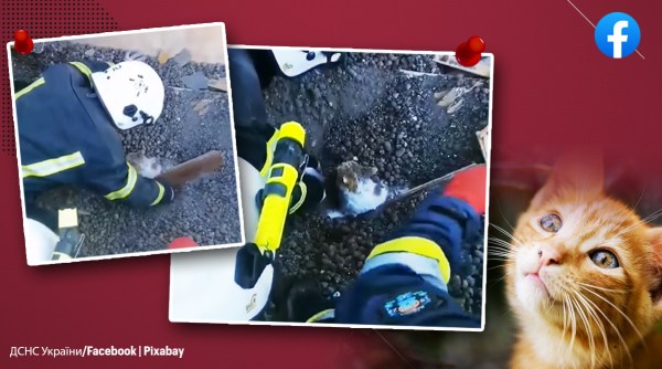 cat rescued from rubble in Ukraine, Russia Ukraiane war, Ukraine, bombing, cat rescue, indian express
