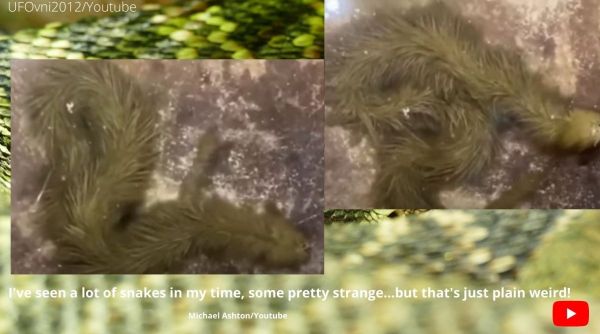 mysterious furry green snake, Thailand, swamp, furry green snake, bizarre snake, indian express