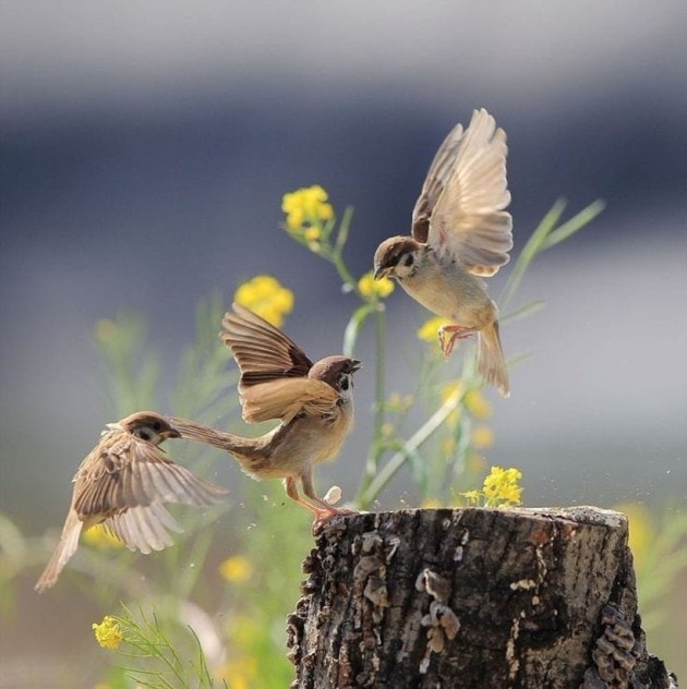 World Sparrow Day, sparrow, sparrow conservation, sparrow, sparrow population, indian express