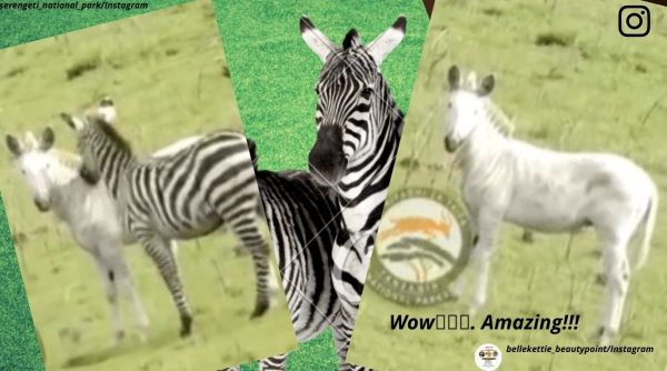 rare zebra, zebra without black and white stripes, rare albino zebra, Tanzania, indian express