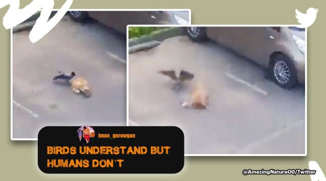Anand Mahindra teamwork video, Anand Mahindra inspiring animal video, birds steal from a cat, birds show teamwork against cat, viral video, Indian Express