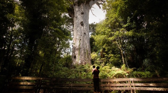 Tourists visit Tāne Mahuta, the largest known kauri tree, in Waipoua Forest in New Zealand, Feb. 21, 2022. Tāne Mahuta, an ancient tree named after the god of forests in Māori mythology, is threatened by the slow creep of an incurable disease. (Image/The New York Times)
