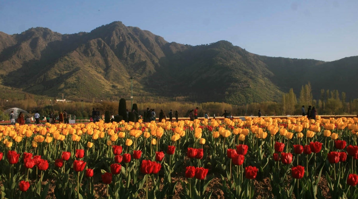 indira gandhi memorial tulip garden, srinagar, kashmir