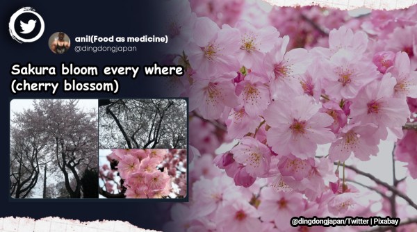 Cherry blossoms japan, japan cherry blossom festival, cherry blossoms bloom in japan, hanami cherry blossom picnics, cherry blossom viewing, Indian Express.