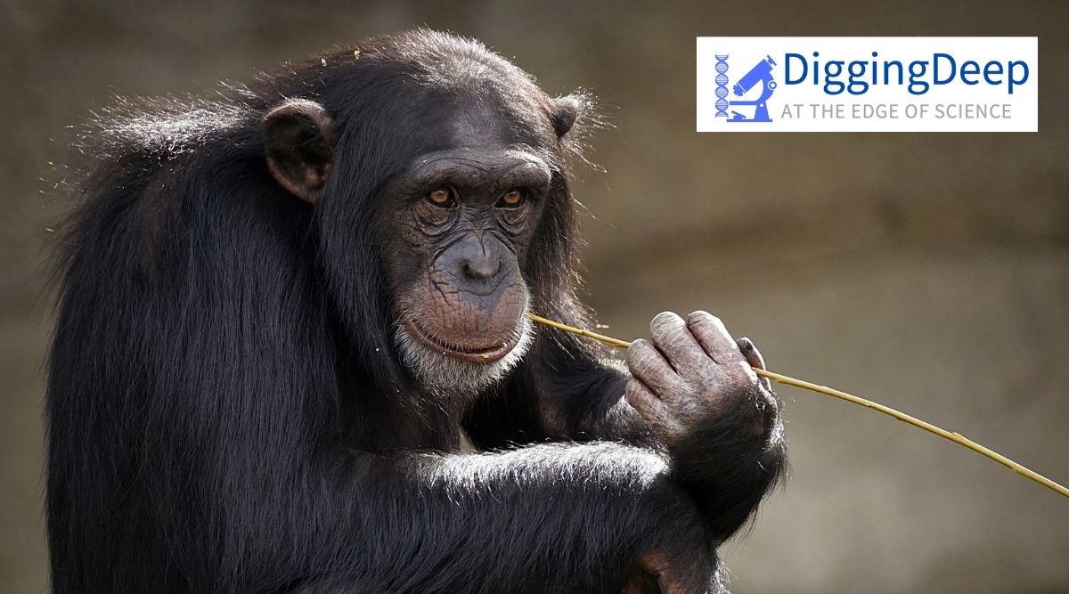 This behaviour was first filmed – almost by chance – by a volunteer at the Ozounga Chimpanzee Project, Picture for illustrative purposes. (Image credit: Pixabay)