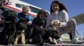 guiding eyes for the blind puppy program