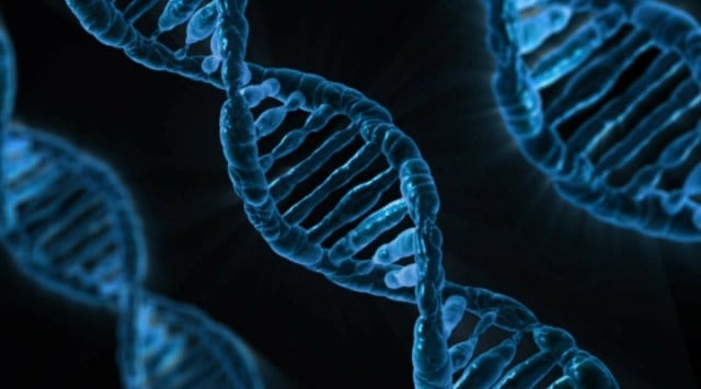 Genome edited plants are different from genetically modified organisms (GMO) technology as the former allows for the generation of functional mutations in the recipient genome at specific targets.