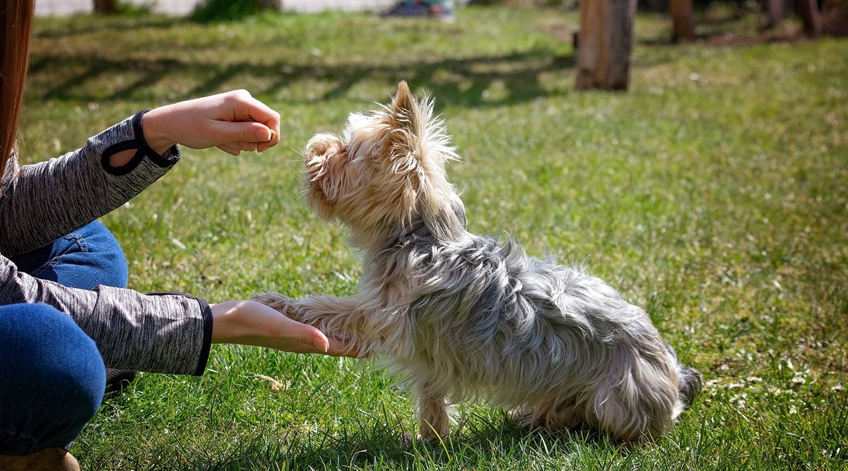 Alia Dog Gal Vidoe Xxx - How to train your dog in basic 'life' skills â€“ and why it's important |  Life-style News - The Indian Express