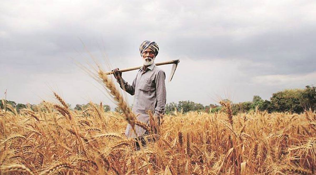 Govt revises wheat production estimate downwards to 105 mn tonnes for ...