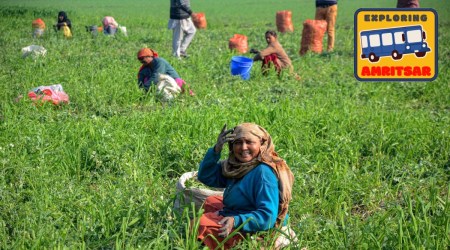 Workers harvest pea at a farm in a village near Amritsar, Tuesday, Feb. 1, 2022. (PTI Photo)