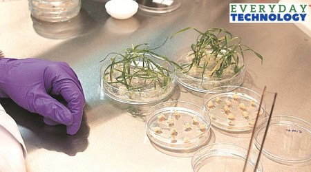 The government has clearly distinguished such crops from genetically modified crops and has prescribed relatively easier norms for their introduction. (File/Representational)