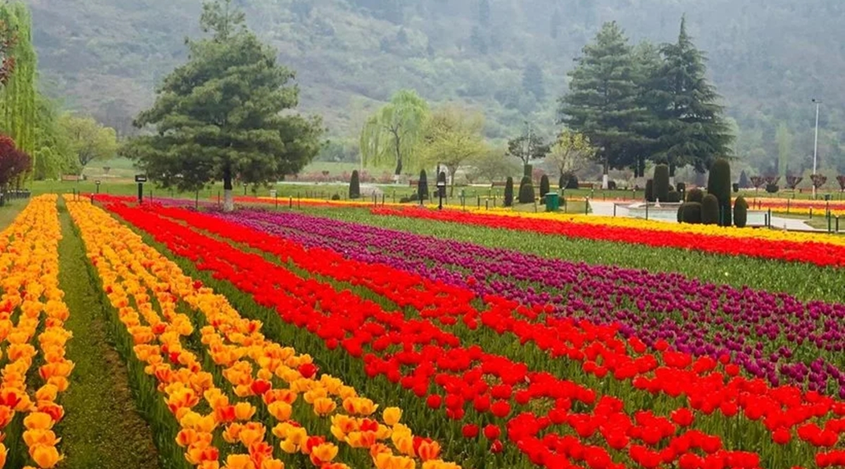 Srinagar’s Indira Gandhi Memorial Tulip Garden opens today; Here’s