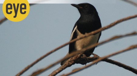 magpie robin
