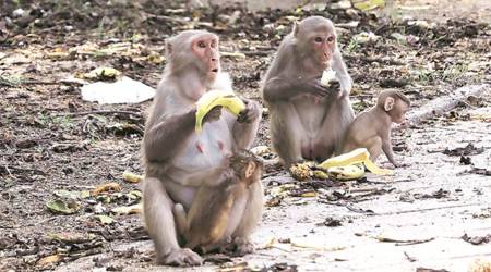 The residents in the petition had said that the monkeys in absence of food and water in the jungle areas often strayed into the residential area. (File)