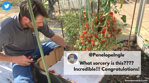 Man grows more than a thousand tomatoes from one stem, Uk man breaks record of most tomatoes grown from on stem, Most tomatoes from one stem, Guinness world record most tomatoes from one stem or truss, competitive vegetable growing, Indian Express
