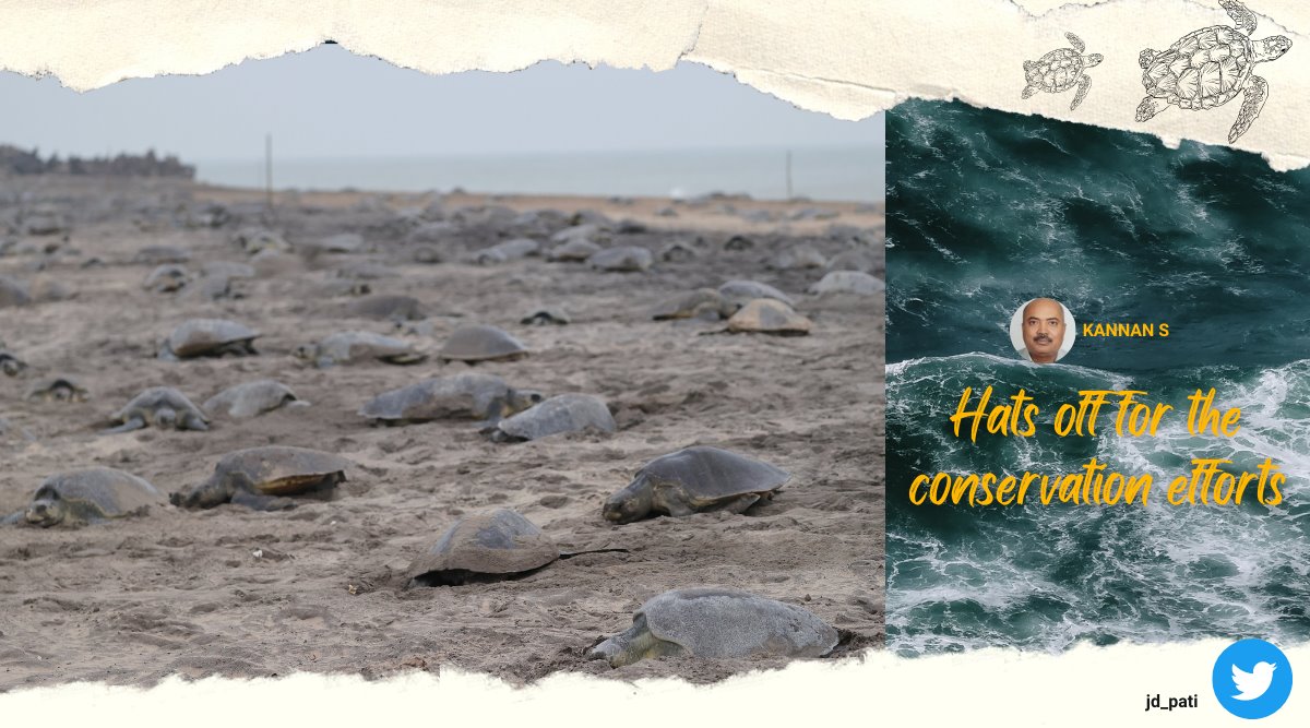 Mass nesting of the endangered sea turtle has started at Gahiramatha  coast of Kendrapada district, Odisha.