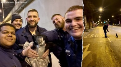 penguin zoo escape, animals zoo escape, penguin saved from road, Budapest zoo penguin rescue, indian express