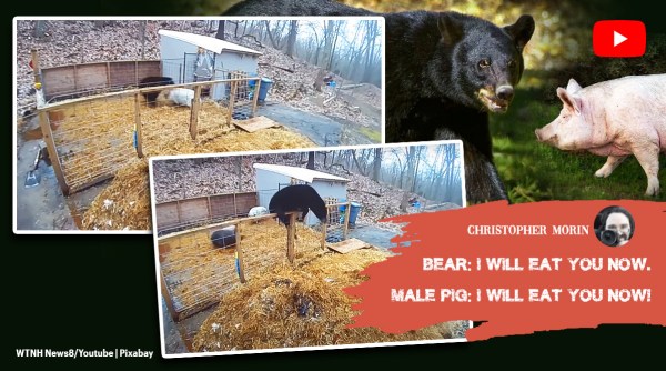 pig, bear, pig vs bear, pigs charge at bear, US, indian express