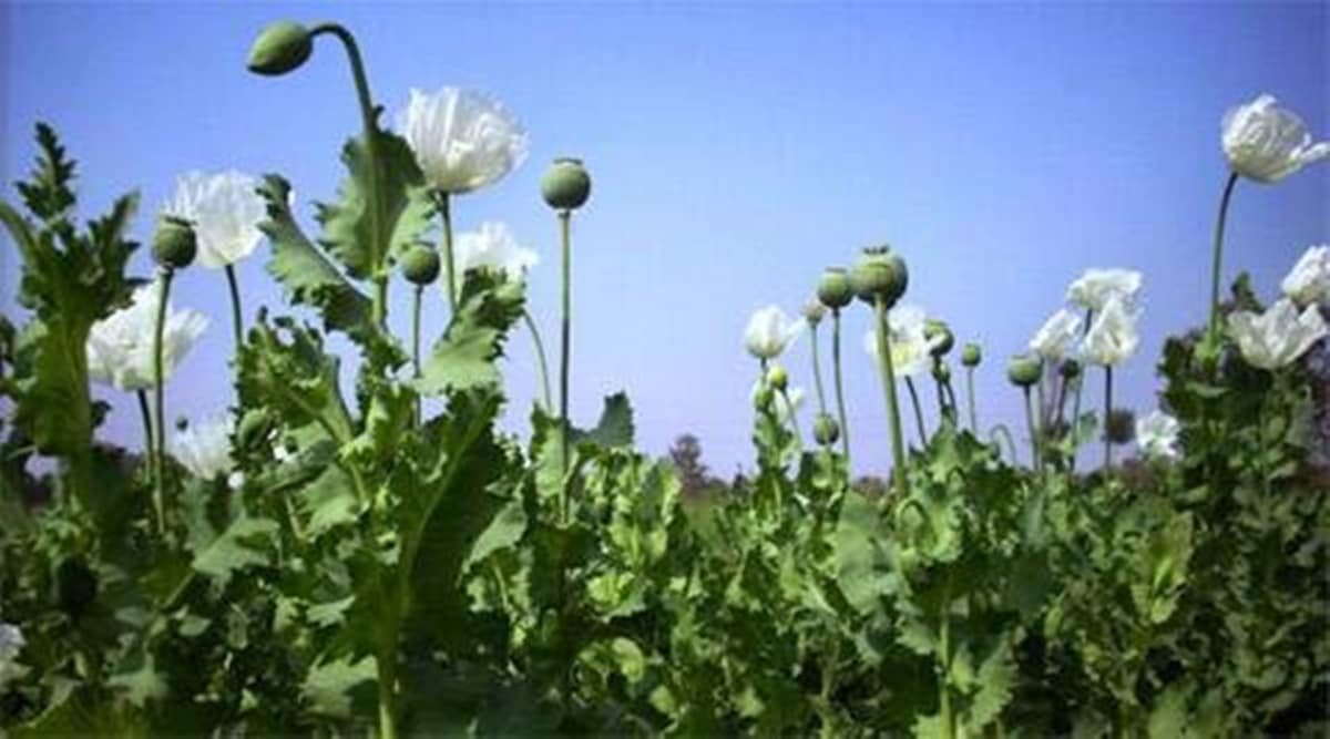 banned opium poppies, illegal opium poppies, Pune banned opium poppies, Pune news, Pune city news, Pune, Maharashtra, Maharashtra government, India news, Indian Express News Service, Express News Service, Express News, Indian Express India News