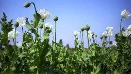 banned opium poppies, illegal opium poppies, Pune banned opium poppies, Pune news, Pune city news, Pune, Maharashtra, Maharashtra government, India news, Indian Express News Service, Express News Service, Express News, Indian Express India News