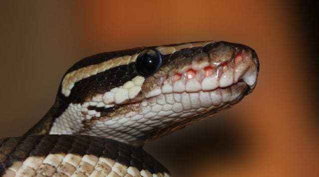 snake, snake australia video, australia snakes videos, carpet python woman pantry, viral videos, indian express