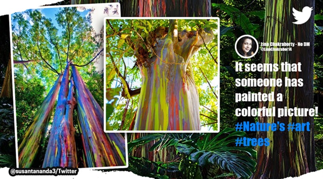 Rainbow eucalyptus, Rare rainbow eucalyptus, interesting trees, IFS officer shares rainbow coloured tree pictures, Indian Express