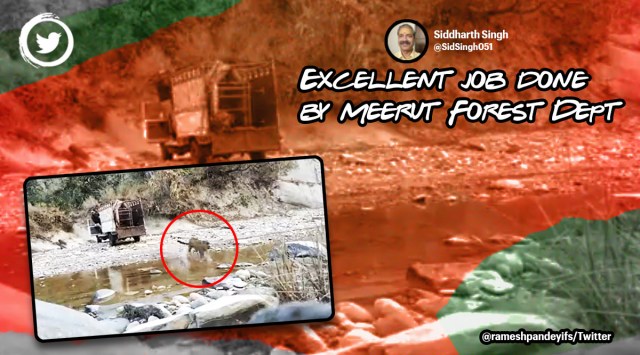 leopard video, leopard rescue in Meerut, Uttar Pradesh, leopard running video, indian express
