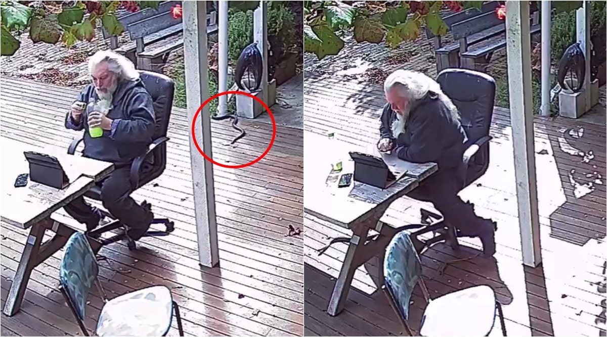 snakes, snakes in australia, snake sneak on aussie man, tiger snake, tiger snake australian home, viral video, indian express