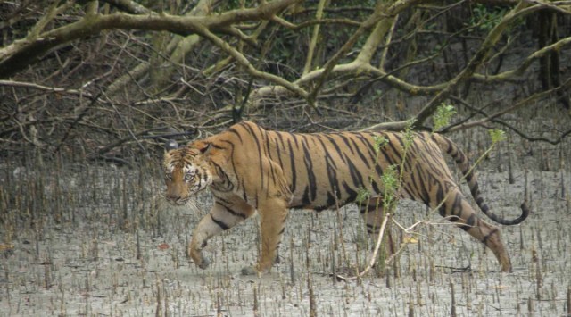 sundarbans, tourism