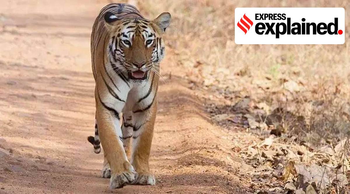 Explained How many tigers are too many Explained News The Indian