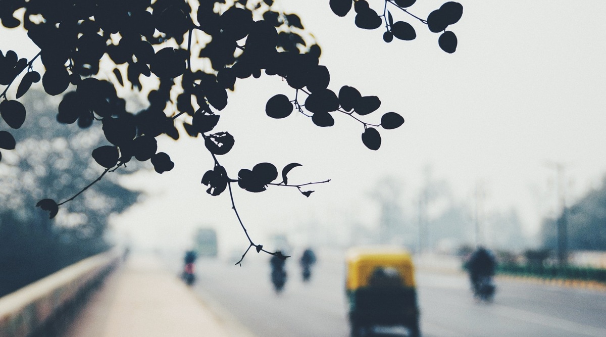 Nearly 900 trees are likely to be cut to widen a 5-km stretch of one of the busiest roads in Indore — the cleanest city of India, a civic official has said. (Representational image)