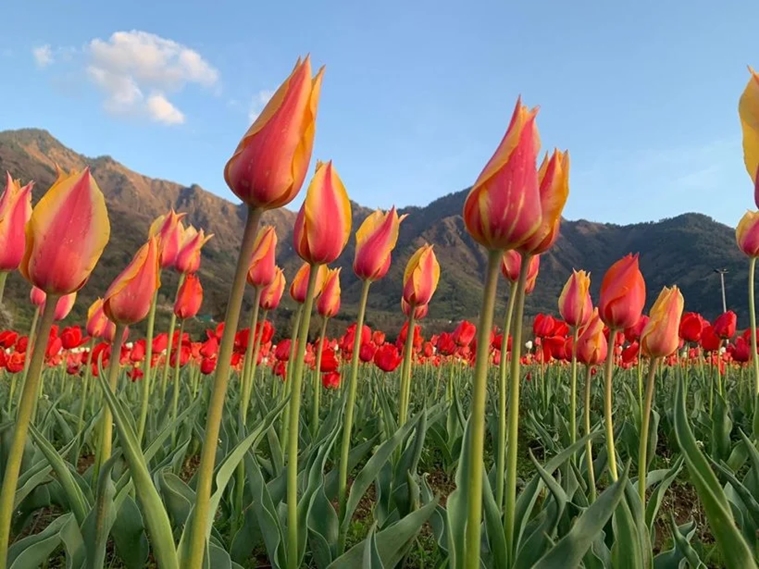 indira gandhi memorial tulip garden, srinagar