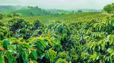 coorg, coffee plantation