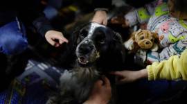 therapy dog, ukraine russia crisis