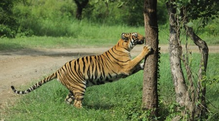 Bala Saheb Thackeray Gorewada International Zoo Park