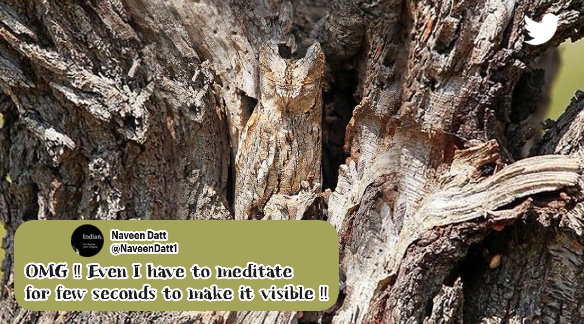 owl camouflage, camouflage, owl on tree with closed eyes, owl photos, meditating owl, indian express