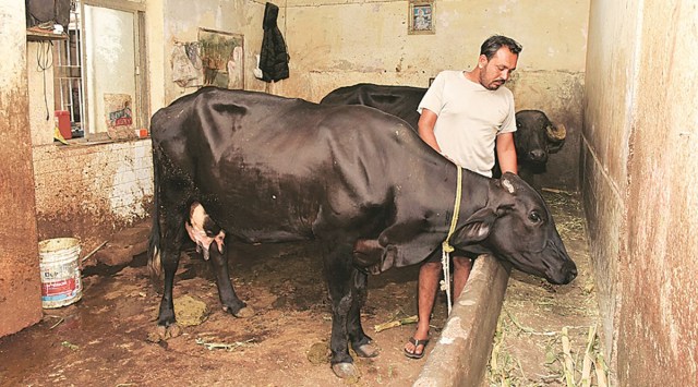 Cattle, Cattle rearing, Gujarat cattle rearing, Gujarat govt, Gujarat, Gujarat latest news, Gujarat Assembly, Gujarat Cattle Control (Keeping and Movement) in Urban Areas Bill 2022, Gujarat cattle bill, indian express