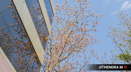 cherry blossoms, cherry blossoms trees, cherry blossoms in Bengaluru, pictures of cherry blossom trees in Bengaluru, cherry blossoms in India, indian express news