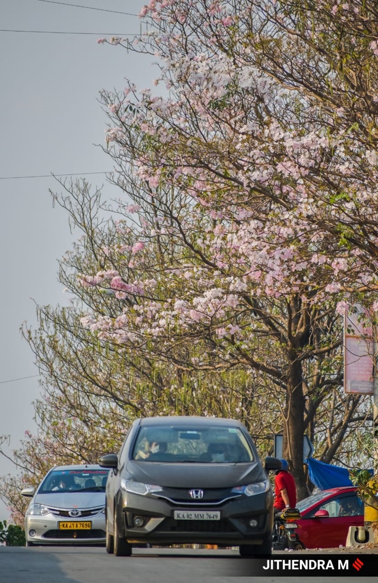 Check out these stunning pictures of cherry blossoms in IT city