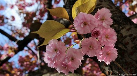 cherry blossoms, bonn cherry blossoms