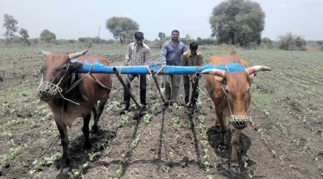 Farmer Kishore Radhakrishan Dhage working in a field. (Express photo)