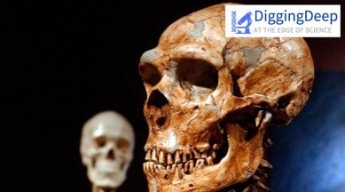 Ancient humans, Homo Erectus